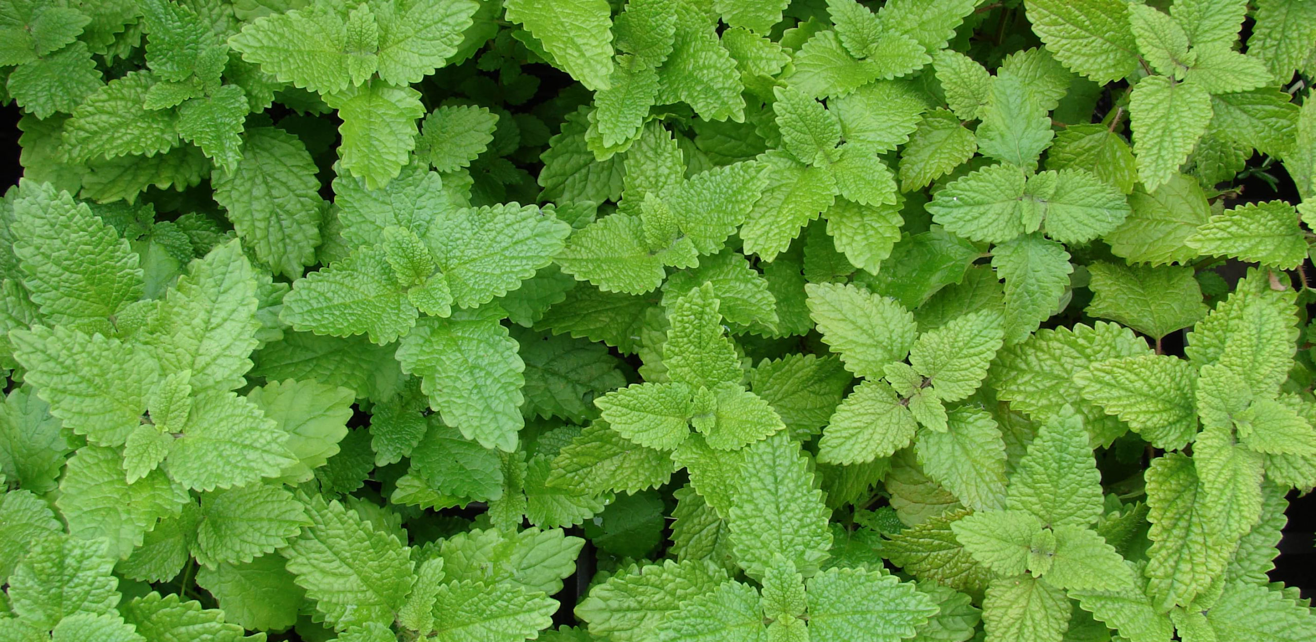 Lemon-balm