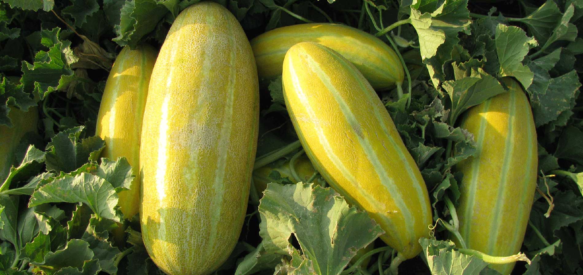 Persian-melon