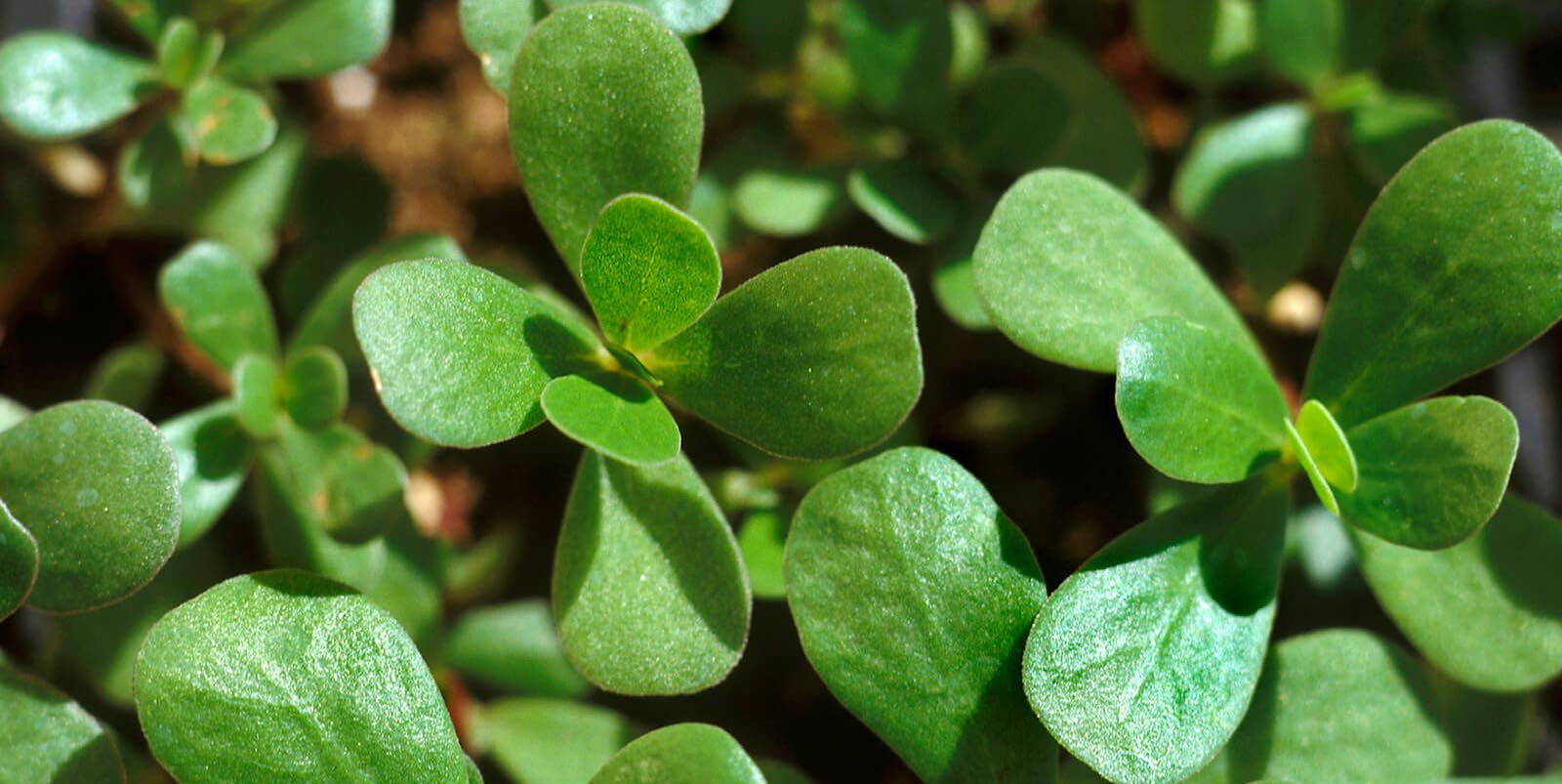 Purslane