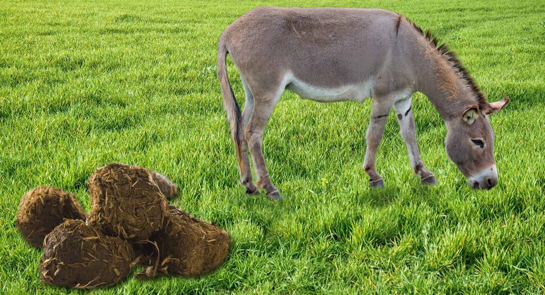Donkey-Dung