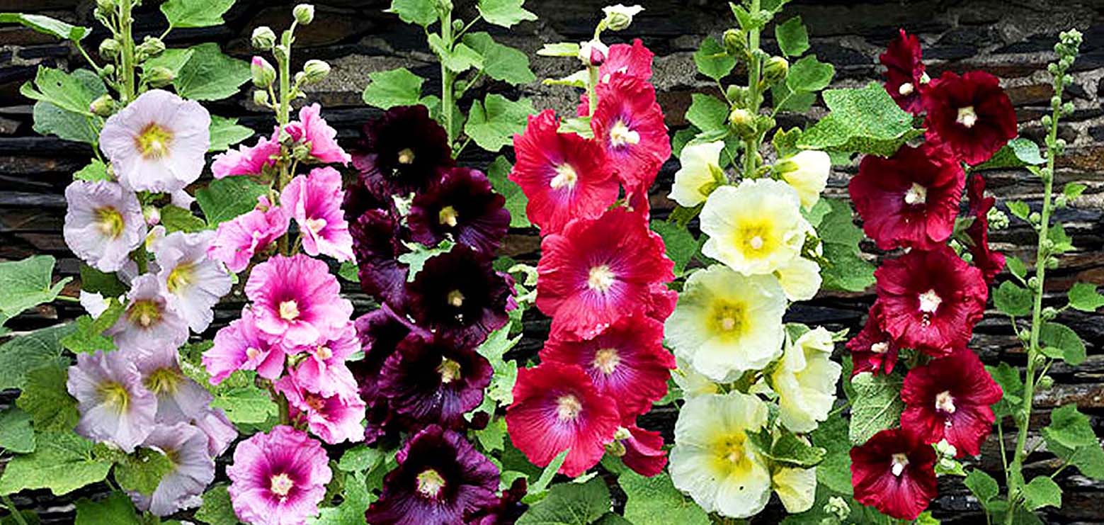 Hollyhock