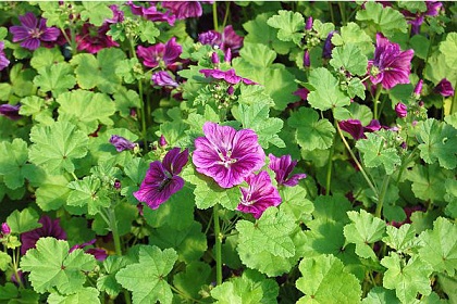 mallow
